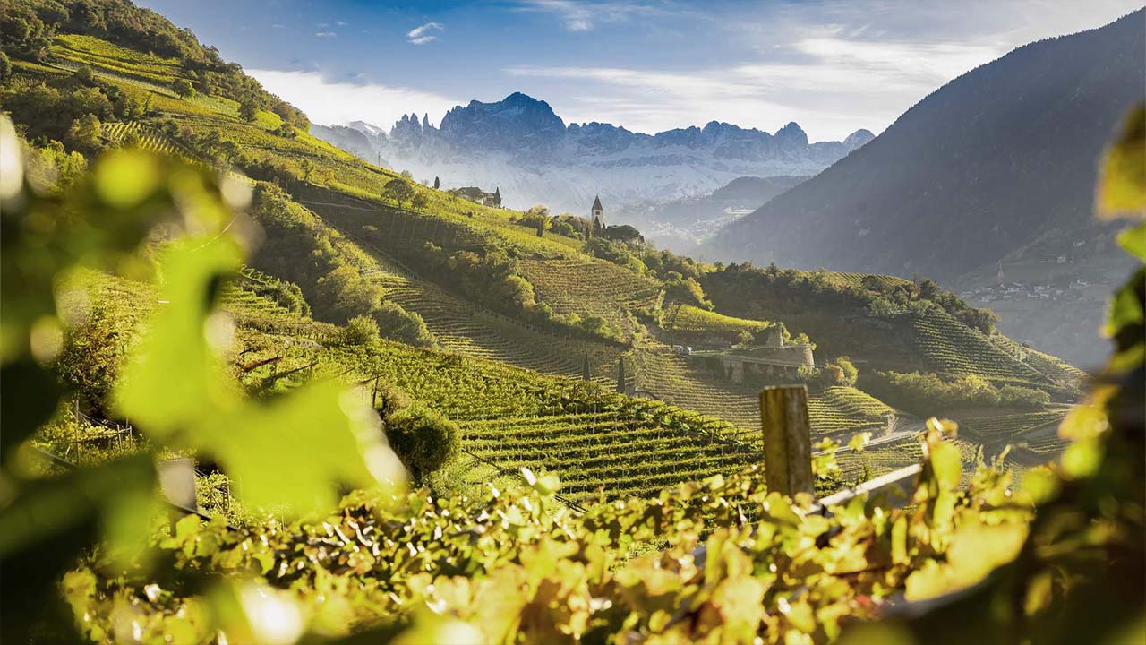 erste-neue_puntay_pinot-bianco-5
